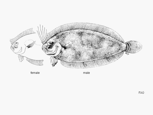 Arnoglossus imperialis (Rafinesque, 1810)